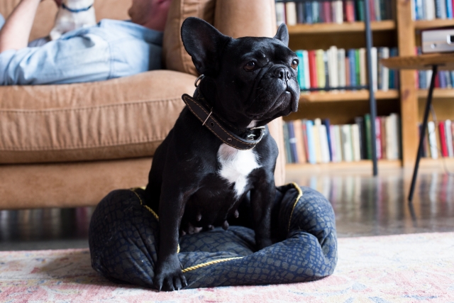 フレンチ・ブルドッグにおすすめのベッド4選