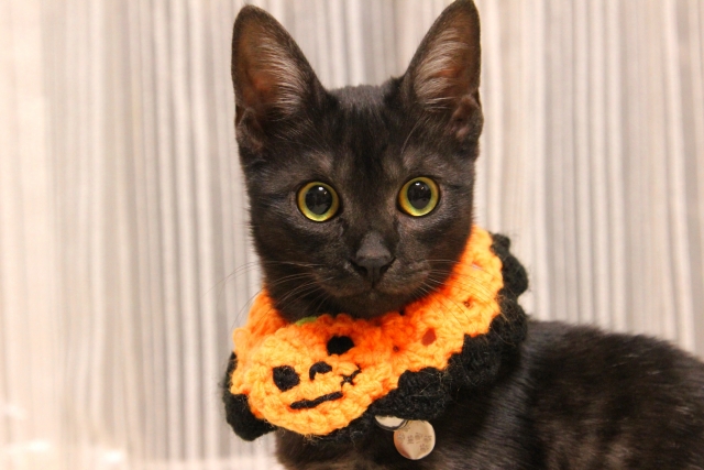 猫を飼う季節に秋が適している理由