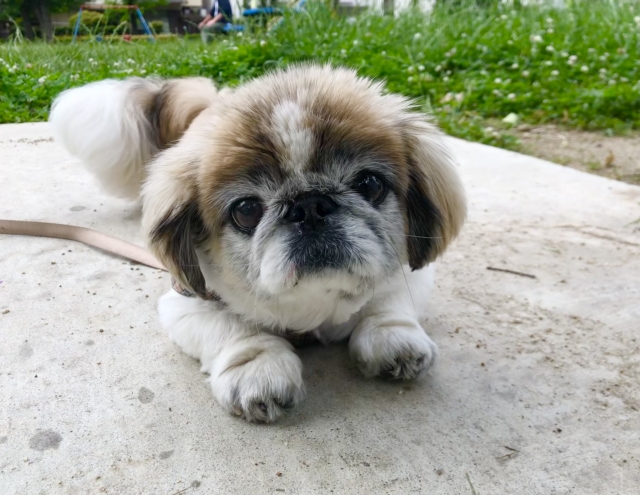 お手入れが楽になる人気のサマーカット