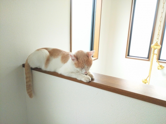 吹き抜けのある家で猫が安全に暮らすための対策