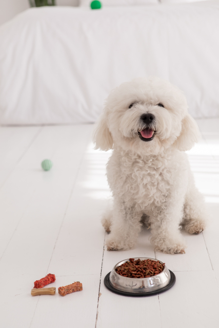 犬のフードボウルの高さの目安｜体高から考える基本