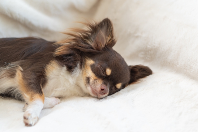 春に注意したい愛犬のストレスサイン