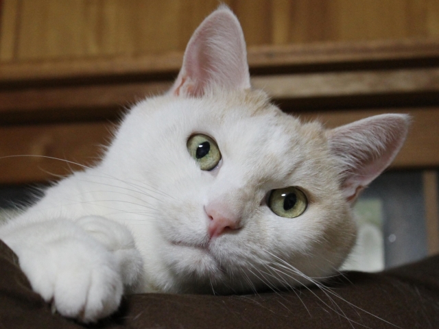 老後・定年後に猫と暮らしやすい住まいの工夫