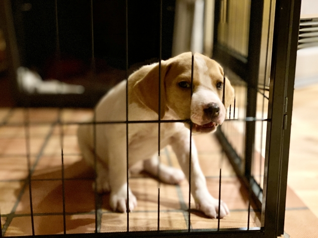 犬は留守番を何時間できる？年齢による違いを知ろう