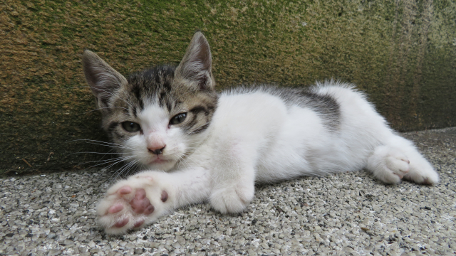 猫の性格の変化を左右する「去勢の時期」と「術後の過ごし方」