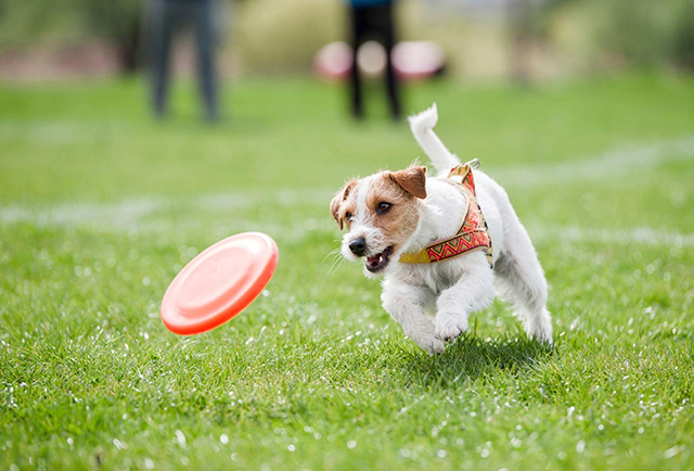 犬用の壊れにくいおもちゃに関するよくある質問（FAQ）
