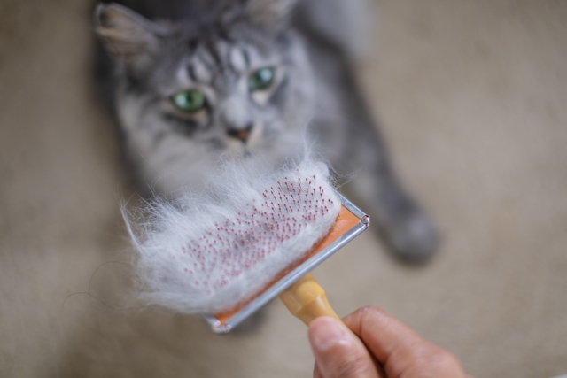 猫のブラッシングのメリットと効果