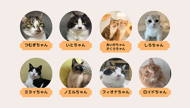 部員紹介|猫とのくらし部