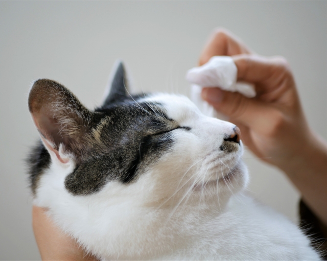 猫の目やにに関するよくある質問(FAQ)