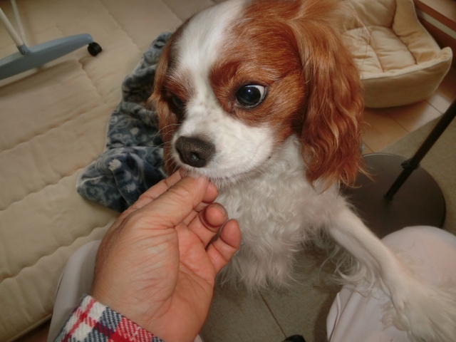 キャバリア・キング・チャールズ・スパニエルの性格に合わせた飼育のポイント