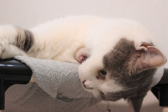 猫の「ウールサッキング」とは？