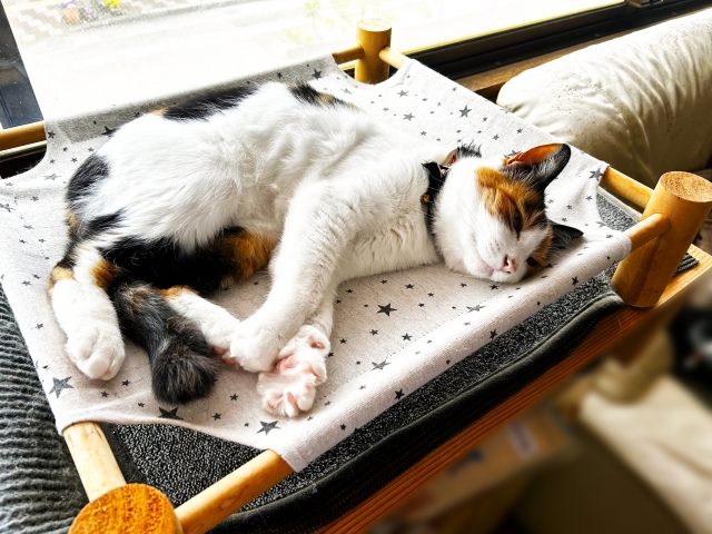 【まとめ】猫の健康は室温管理が大切！