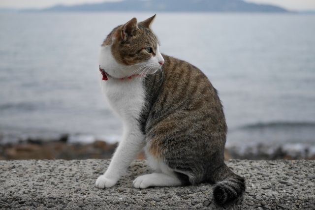 猫の外飼いや放し飼いは法律違反になる?