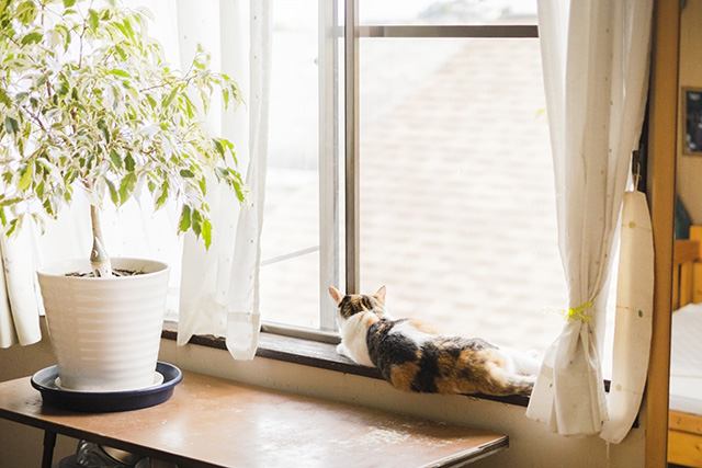 犬・猫にとって夏の室内はなぜ危険？見落とされがちな“窓からの暑さ”