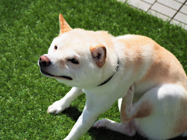 犬は花粉症になる？人間との違い