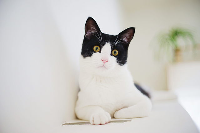 キャットウォークのDIYが難しい場合は業者に相談する