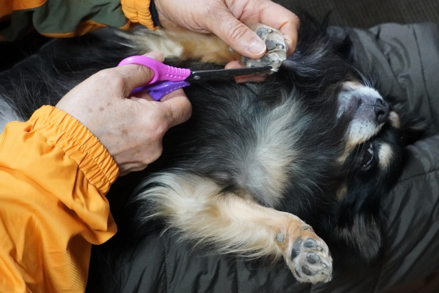 犬の足裏バリカンに関するよくある質問