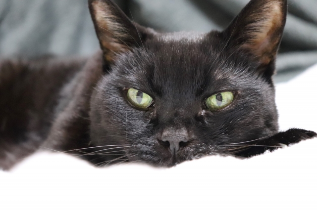 介護が必要な猫の寝たきり状態とは