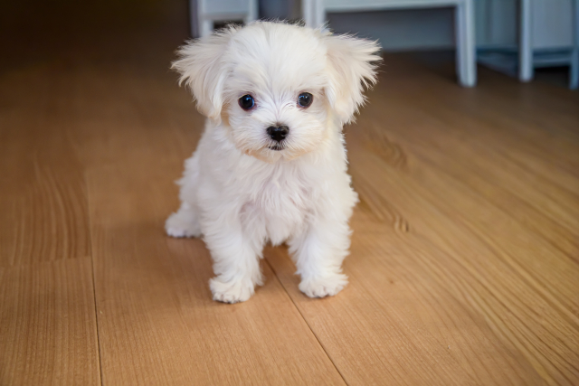 ペットと暮らす家で多い“床の悩み”