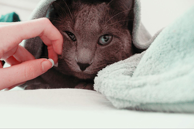 ロシアンブルーの飼育に向いている飼い主さんのタイプ