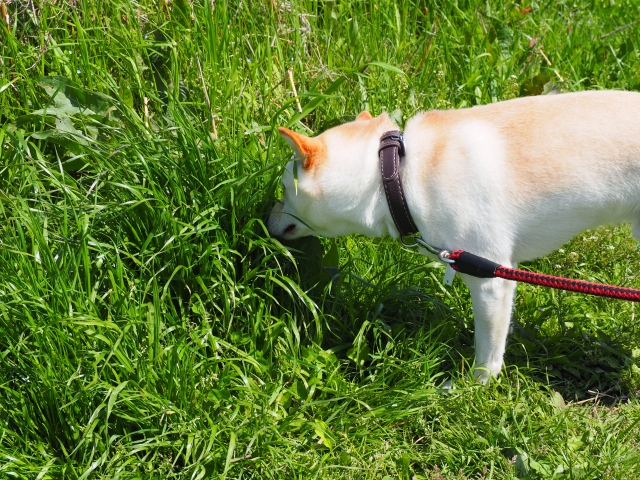 秋の散歩で特に気をつけたい場所