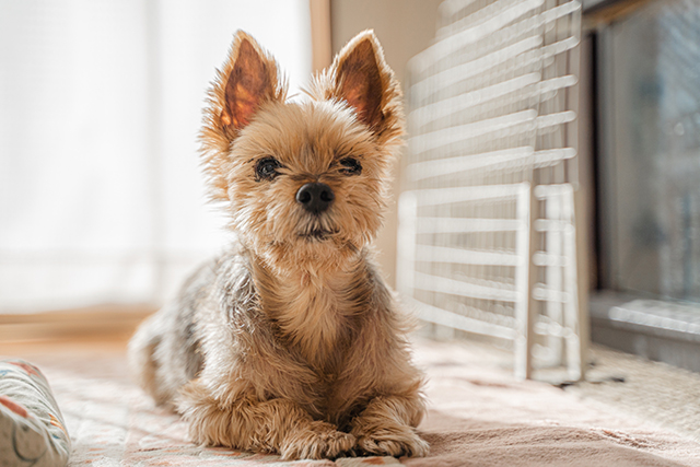 愛犬と暮らす毎日が変わる。～1日の流れでわかる“理想の住まい”とは～