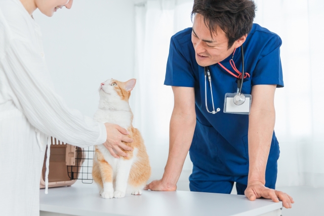 老猫が徘徊し始めたときの対応策