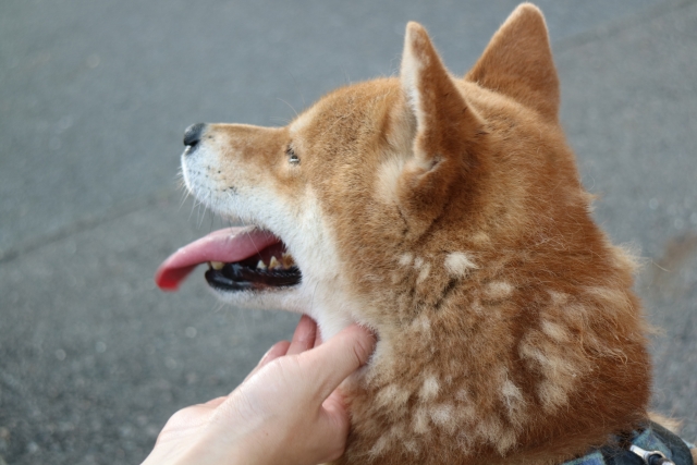 柴犬の抜け毛がひどい理由と被毛の構造