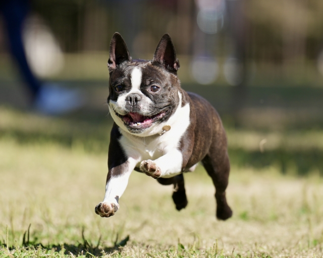 ボストン・テリアの毛色を理解して愛犬との暮らしを楽しもう