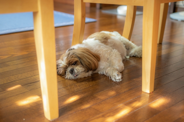 犬はなぜ夏バテしやすい？暑さに弱い理由と気をつけたい犬種