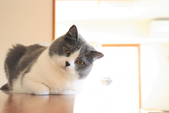 猫に「部屋の仕切り」が必要な3つの理由