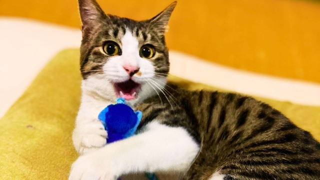【まとめ】猫が遊ばない時は工夫が必要！