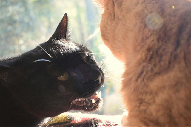多頭飼いの猫がケンカする主な原因