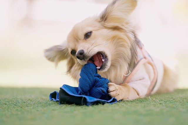 【まとめ】一人暮らしでペットを飼うなら「後見人＋備え」を考えよう