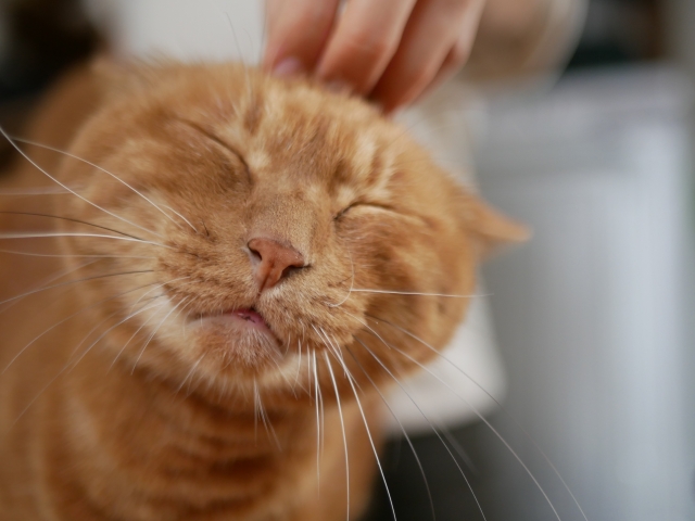 【まとめ】一人暮らしの高齢者もペット後見で安心して暮らせる