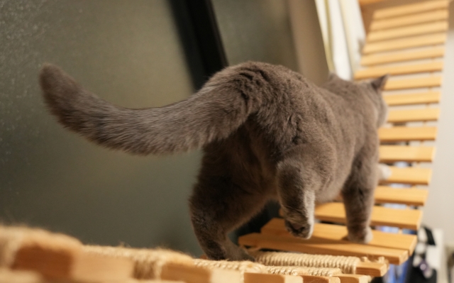 ブリティッシュショートヘアの適正体重を維持するポイント