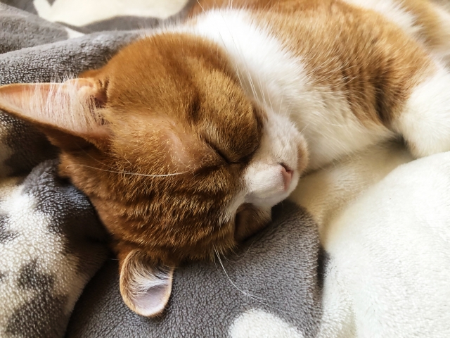 春に猫がストレスを感じやすい理由とは？主な5つの要因