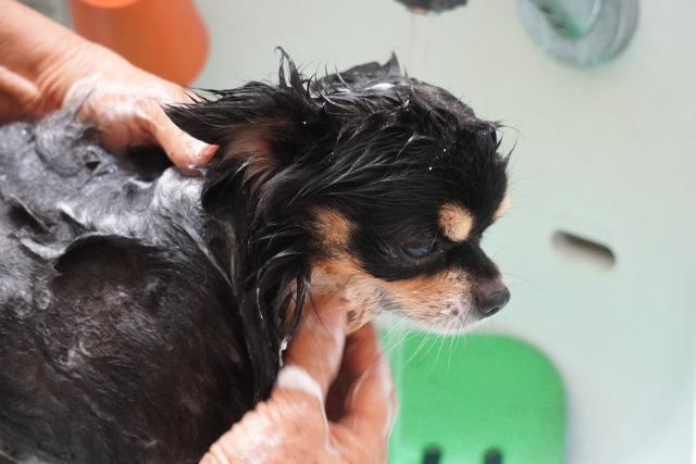 犬のシャンプー頻度の目安は？犬種・年齢・皮膚の状態別に解説