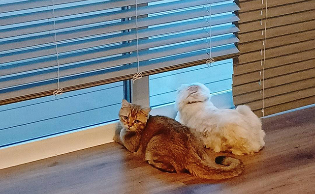 マンションで猫を飼う前に確認したいルールと住環境