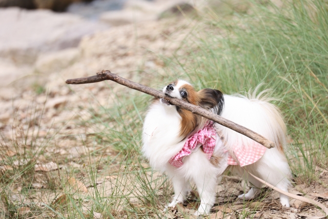 パピヨンを迎える前に確認したいポイント