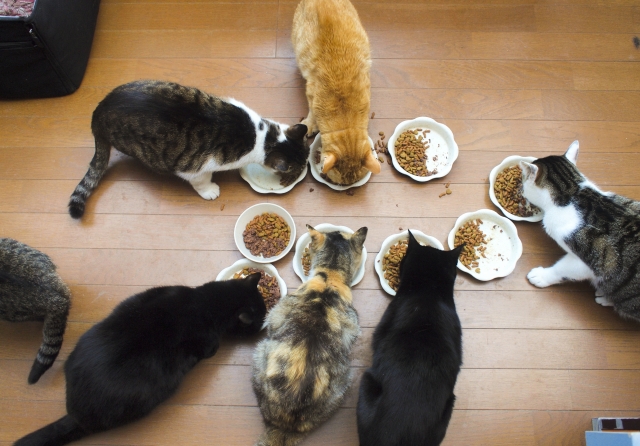 猫の多頭飼育崩壊とは?定義と問題点