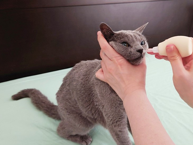 猫の感染症でみられる症状と動物病院を受診する目安