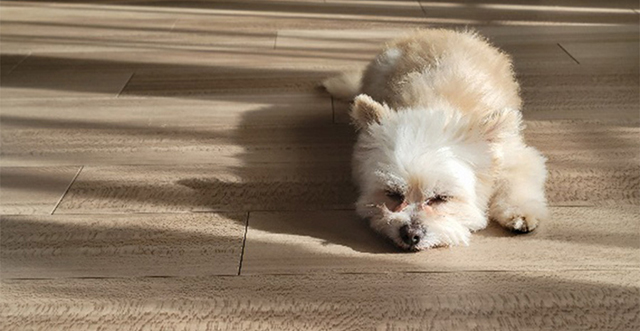 プリマヴェーラ