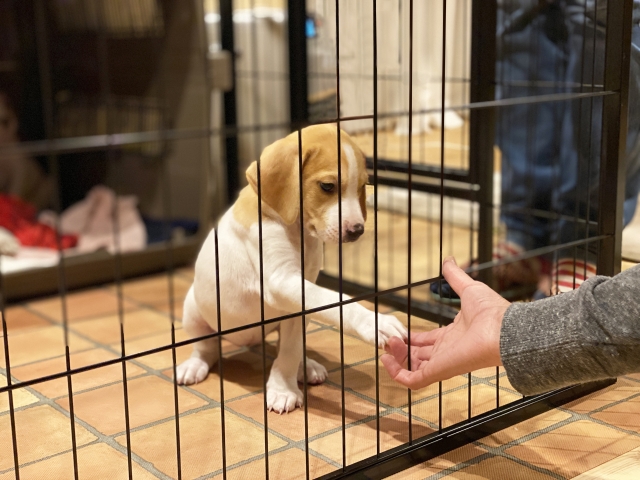 犬の多頭飼いでケージは1頭に1つ必要？