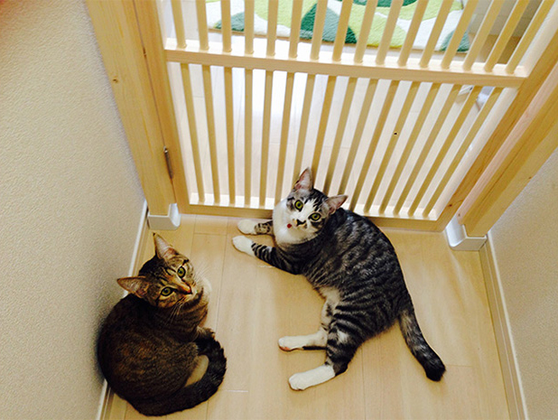 「にゃんがーど」