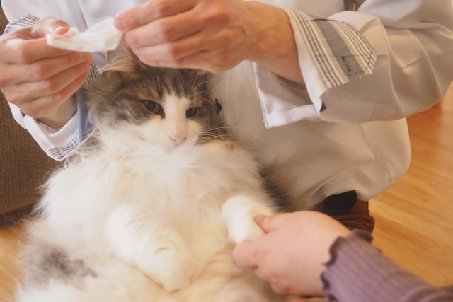 どうしても歯磨きを嫌がる猫への対処法