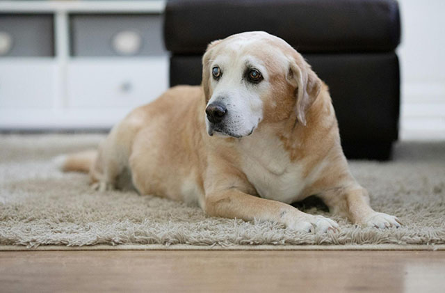 老犬になるとどんな変化が起こる？