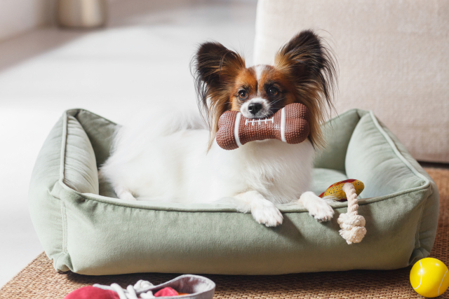 パピヨンの抜け毛の特徴を理解して正しく対策しよう