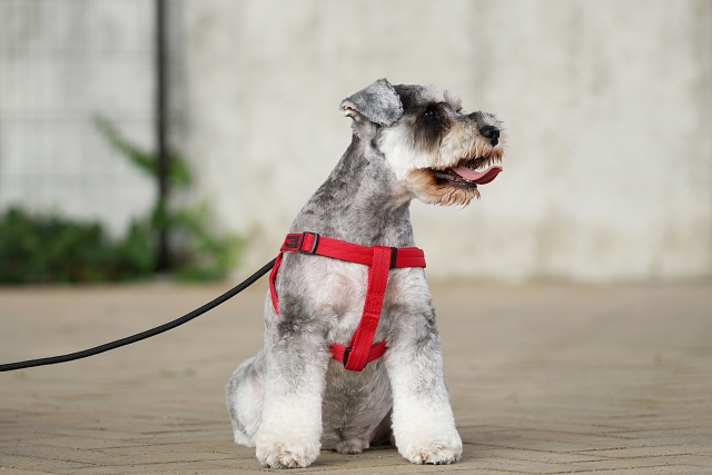 ミニチュア・シュナウザーの散歩で身につけたいしつけとマナー
