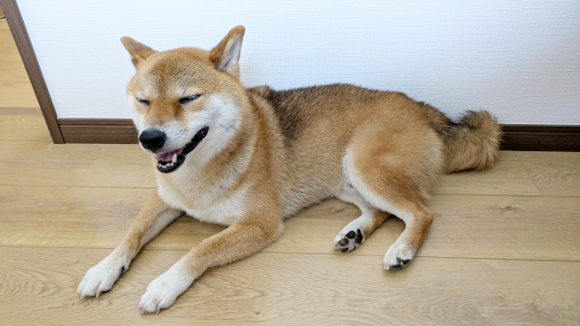 賃貸で犬と暮らす前に知っておきたい床のトラブル